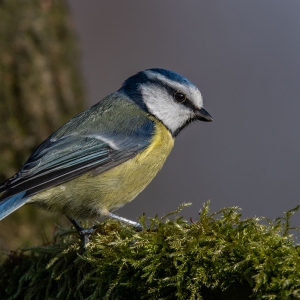 Redwell   05 03 2020   D500   Les 101.jpg